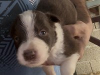 Şeker Köpekler Bunlar
