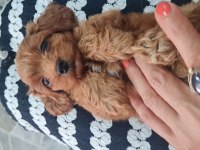 Maltipoo yavrumuz