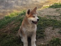 Orijinal Safkan Japon Akita İnu