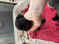 Pug siyah krem