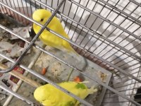 Ele alışkın sevmeye veya üretime uygun genç kuşlarım