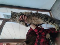 Melez long hair kedi