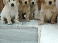 Bebek yüzlü bebek gibi golden retriever