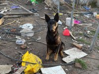1.5 yaşında safkan malinois siyah köpeğimiz