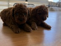 TOY POODLE YAVRULARIMIZ