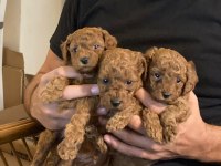Toy poodle 28/09/2024 doğumlu