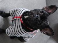Eğitimli Fransız Bulldog
