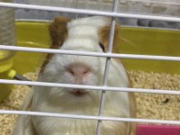 uzun tüylü guinea pig