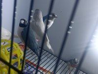 Mavi ve silver goldian finch takımlar