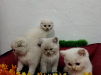 MUHTEŞEM GÜZELLİKTE BEYAZ SCOTTİSH FOLD YAVRULARIMIZ
