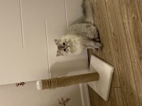 British longhair bilgi almak için iletişime geçelim