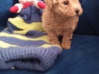 Poodle uygun bütçeli olanlar kaçırmasın