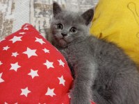 2 aylık british shorthair miniğim yeni yuvasına hazır