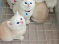 British shorthair 60 günlük yavrular sahiplendirilecektir