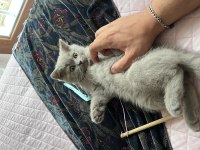 10 PUAN SAFKAN SCOTTİSH ERKEK