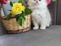 Scottish fold yavrumuz