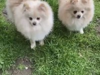 Pomeranian boo 7 aylık