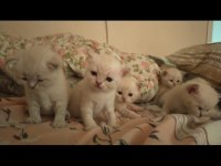 Güzel scottish fold yavrular
