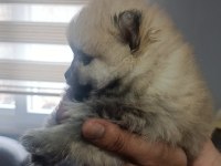 Pomeranian en tatlı yavrucuklar