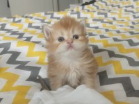 Şecereli golden british longhair yavrularım rezerve