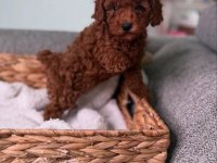 Toy Poodle Minik Yavrular