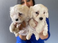 Ufacık maltese terrier yavrularım