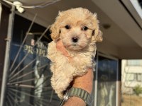Tea cup kore maltipoo petmode de ziyarete açık