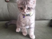 4 aylık british shorthair