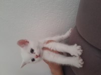 2ayliktir