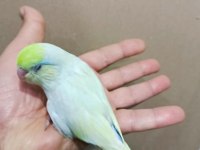 Gökkuşağı Turkuaz Cep Papağanı Bebekler