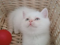 Mavi gözlü safkan british shorthair yavrular