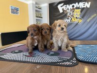 Üst Kalite Maltipoo Yavrular Ankara Mağazamızda