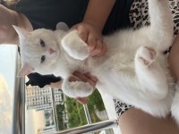10 Aylık British Shorthair Kedimiz