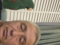 Eclectus erkek 1 yaşında