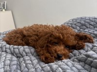 3.5 Aylık Poodle Yavrumuza Yuva Aranıyor