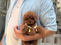 Yavru Toy Poodle Köpeklerimiz