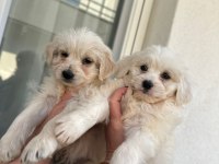 Maltipoo Yavrum 55 Günlük