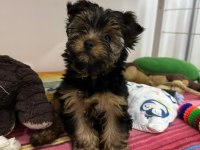 Terrier Yorkshire