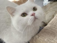 British Shorthair Kedisi Yeni Yuva Arıyor