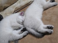 BRİTİSH BLUE POİNT DİŞİ VE ERKEK YENI YUVALARINI ARIYOR