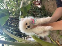 Dünyalar Tatlısı Dişi Pomeranian Boo