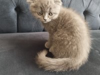 Uygun fiyatlı secereli scottish fold