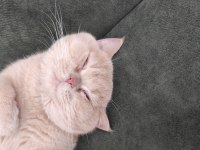 1.5 yaşında sağlıklı exotic shorthair