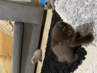 Kahve erkek british longhair