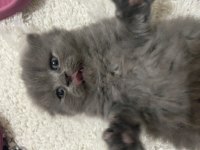 2beyaz kırık kulak 1 gri 1 sarı sarı dik kullak