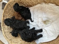 Kore kan siyah toy poodle bebekler
