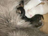 British Longhair Kar Beyaz Ve Tabby Yavrular