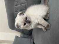 Scottish fold blue point 3 aylık kedimiz