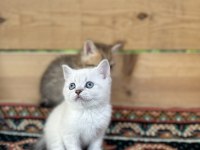 Saf Irk British Shorthair