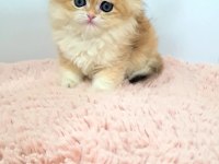 Nadir Tür British Longhair Golden Dişi Yavrularım